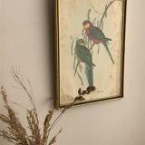 « Platycercus Icterotis » ornithological board  - J&L Gould