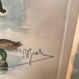 Lithograph, subject: the duck