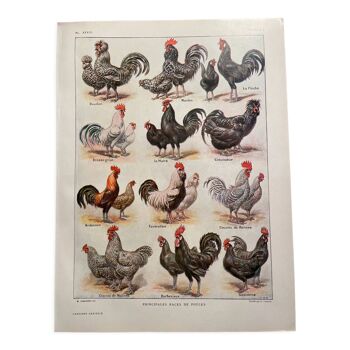 Lithographie sur les poules 1920