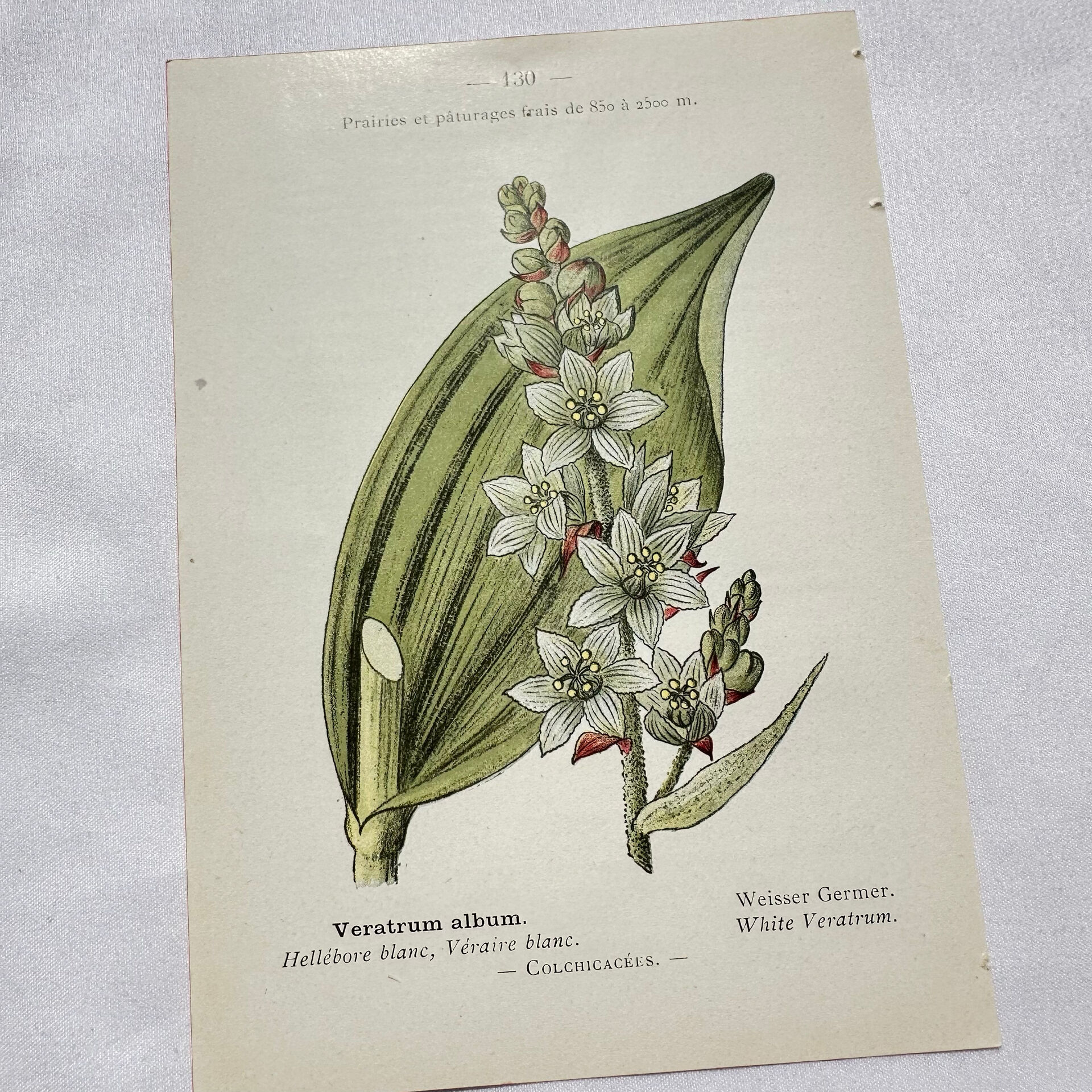 Old Botanical Engraving, "White Hellebore & Dwarf Juniper", Herbie
