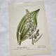 Old Botanical Engraving, "White Hellebore & Dwarf Juniper", Herbie