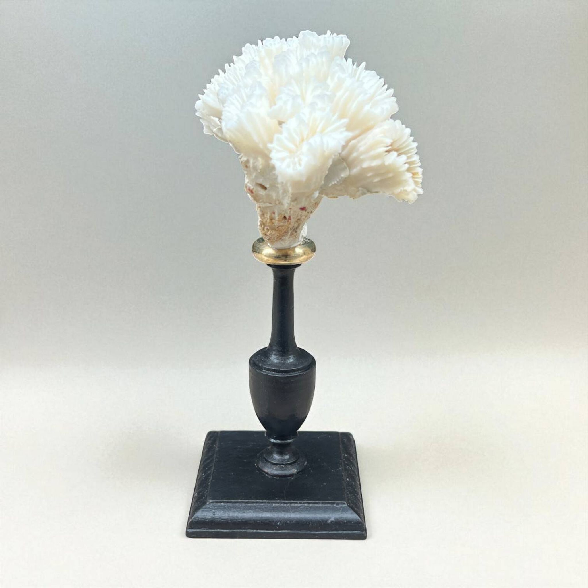 Antique natural white coral on turned wooden base - cabinet of curiosities