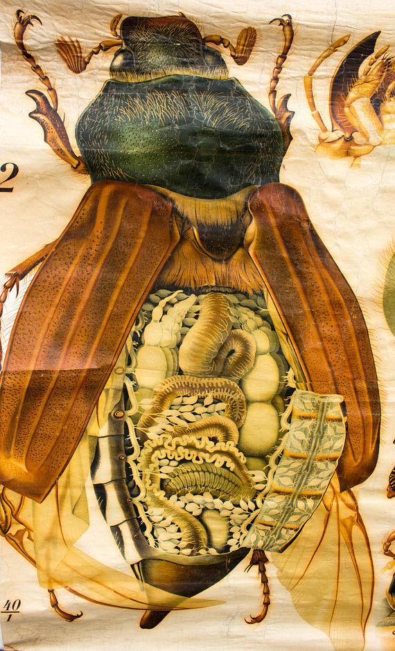 🔎 Vintage Poster from the early 20th century Paul Pfurtscheller Zoological Wall Chart Chafer
