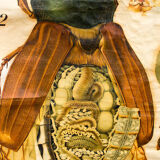 🔎 Vintage Poster from the early 20th century Paul Pfurtscheller Zoological Wall Chart Chafer