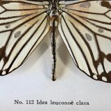 Butterfly frame "Idea leuconoë clara"