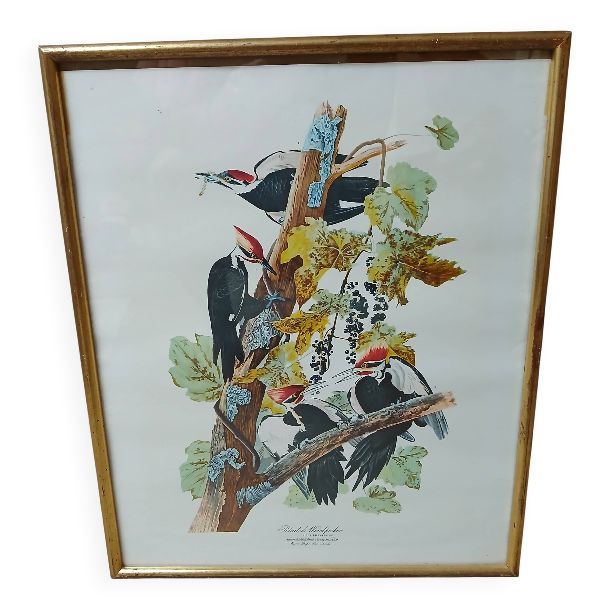Lithograph by J. Audubon "Piteated Woodpecker" framed, 1950s/1960s