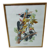 Lithographie j.audubon  " piteated woodpecker" encadrée années 50/60