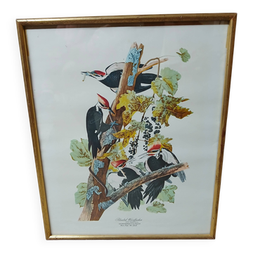 Lithographie j.audubon  " piteated woodpecker" encadrée années 50/60
