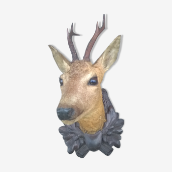 Taxidermy deer bust trophy
