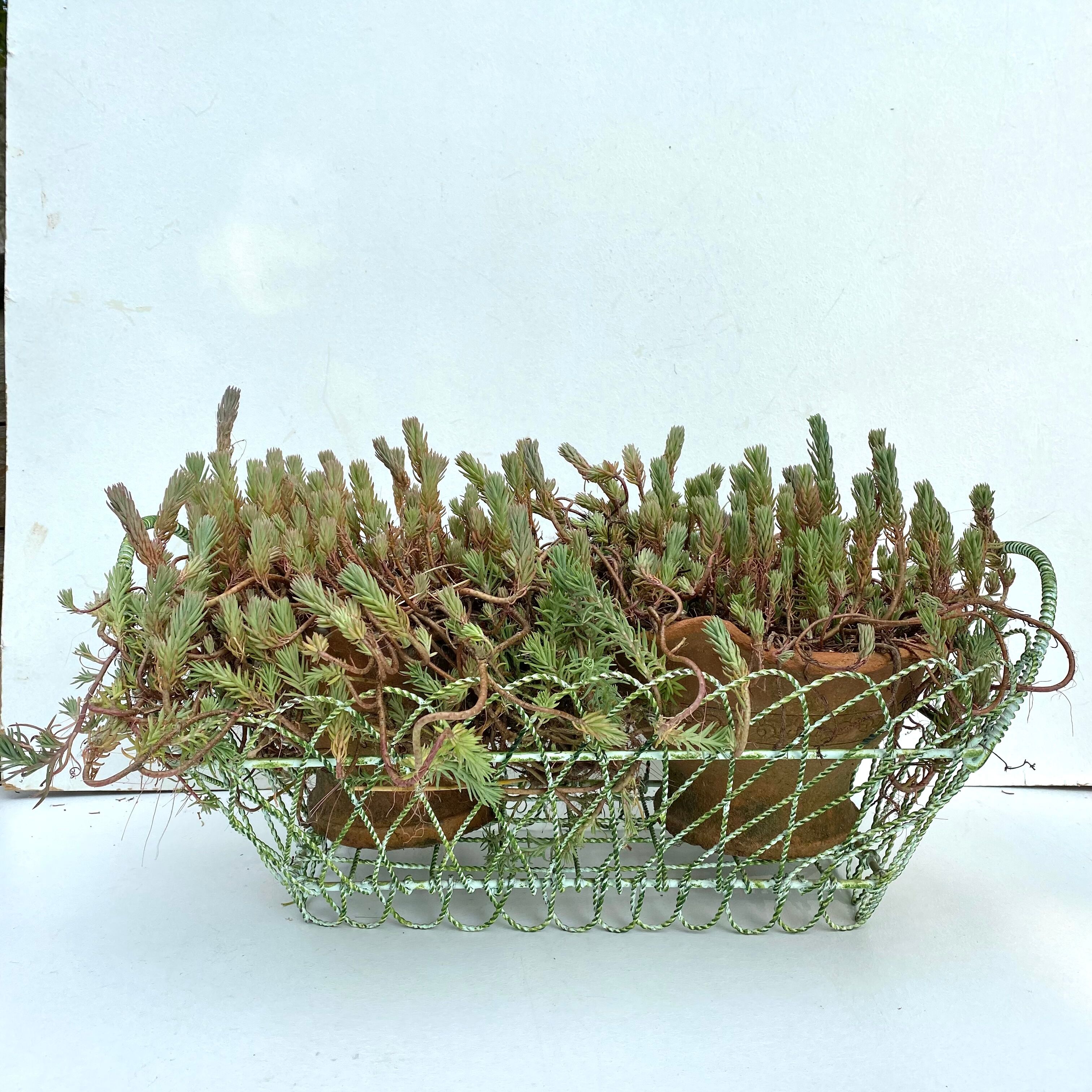 Twisted metal planter