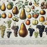 Old engraving 1898, Fruits (from our regions), varieties • Lithograph, Original plate