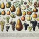 Old engraving 1898, Fruits (from our regions), varieties • Lithograph, Original plate
