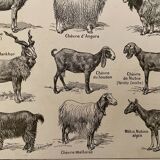 Lithograph on goats - 1920