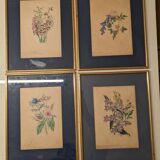English botanical illustrations