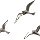 Lot de 3 oiseaux de goéland chromé, 15 - 20 -25 cm