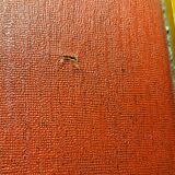 Bridge armchair year 50