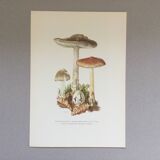 Botanical illustration "mushrooms", 1960s