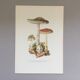 Illustration botanique "champignons", années 60