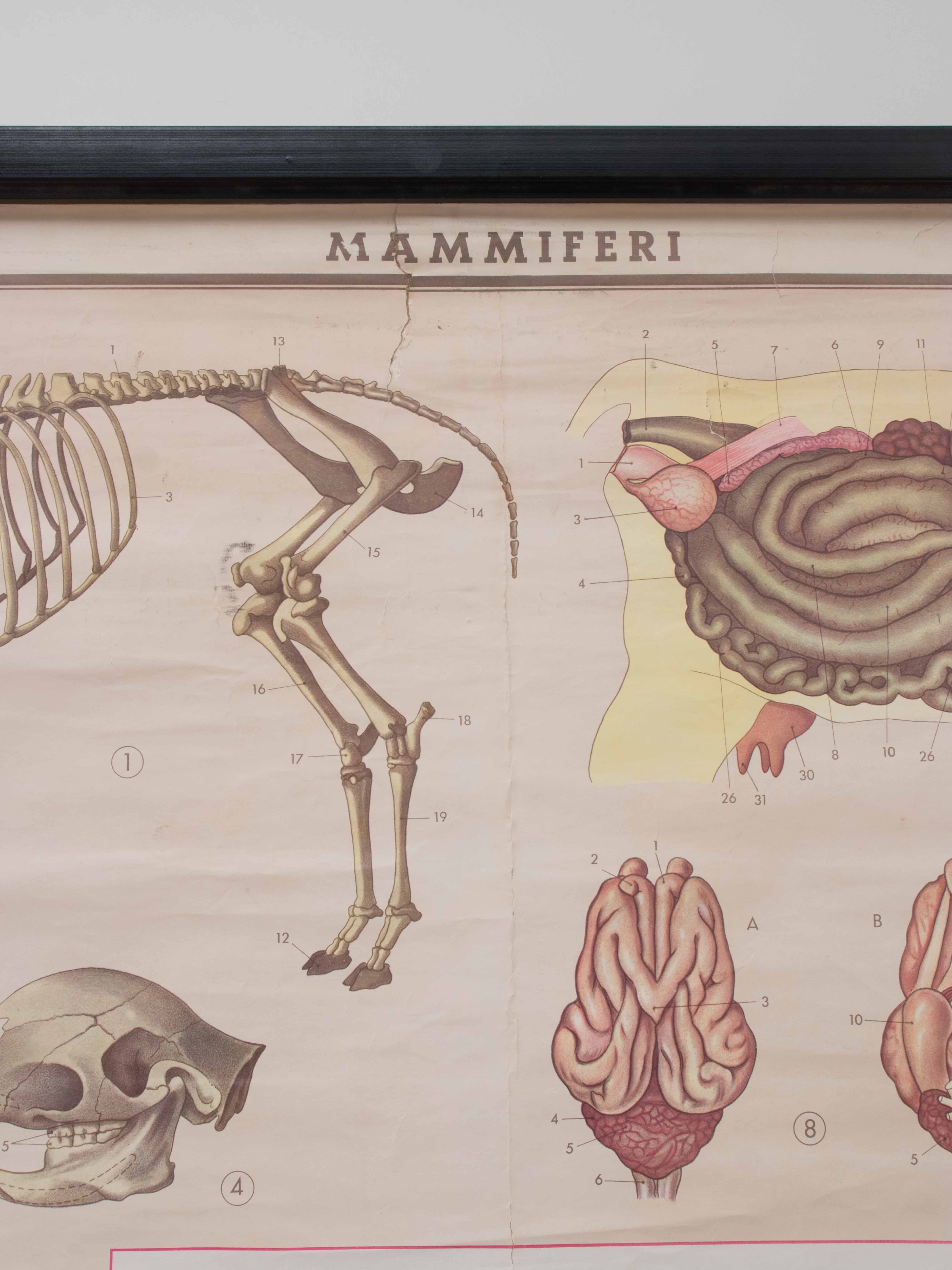 Vintage educational chart