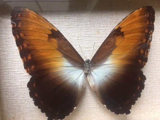 Cadre papillon naturalisé, 23x17 cm