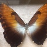 Naturalized butterfly frame, 23x17 cm