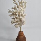 Ancien corail blanc sur socle en bois tourné, 25 cm