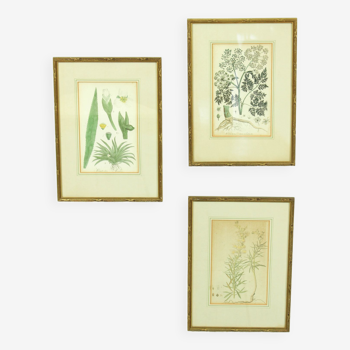 Set of 3 copperplate engravings from the famous book "Flora Batava, 1807"-1814