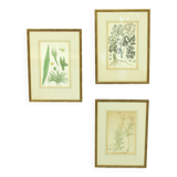 Ensemble de 3 gravures sur cuivre du célèbre livre « Flora Batava, 1807 »-1814