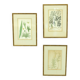 Set of 3 copperplate engravings from the famous book "Flora Batava, 1807"-1814