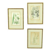 Ensemble de 3 gravures sur cuivre du célèbre livre « Flora Batava, 1807 »-1814