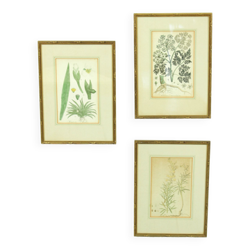 Ensemble de 3 gravures sur cuivre du célèbre livre « Flora Batava, 1807 »-1814