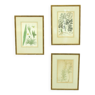 Set of 3 copperplate engravings from the famous book "Flora Batava, 1807"-1814