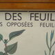 Set of 10 Rossignol posters on plants with frame