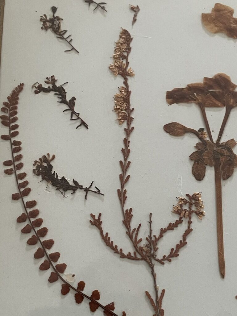 Former herbarium frame