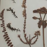 Former herbarium frame