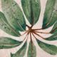 Handcrafted decorative ceramic plates