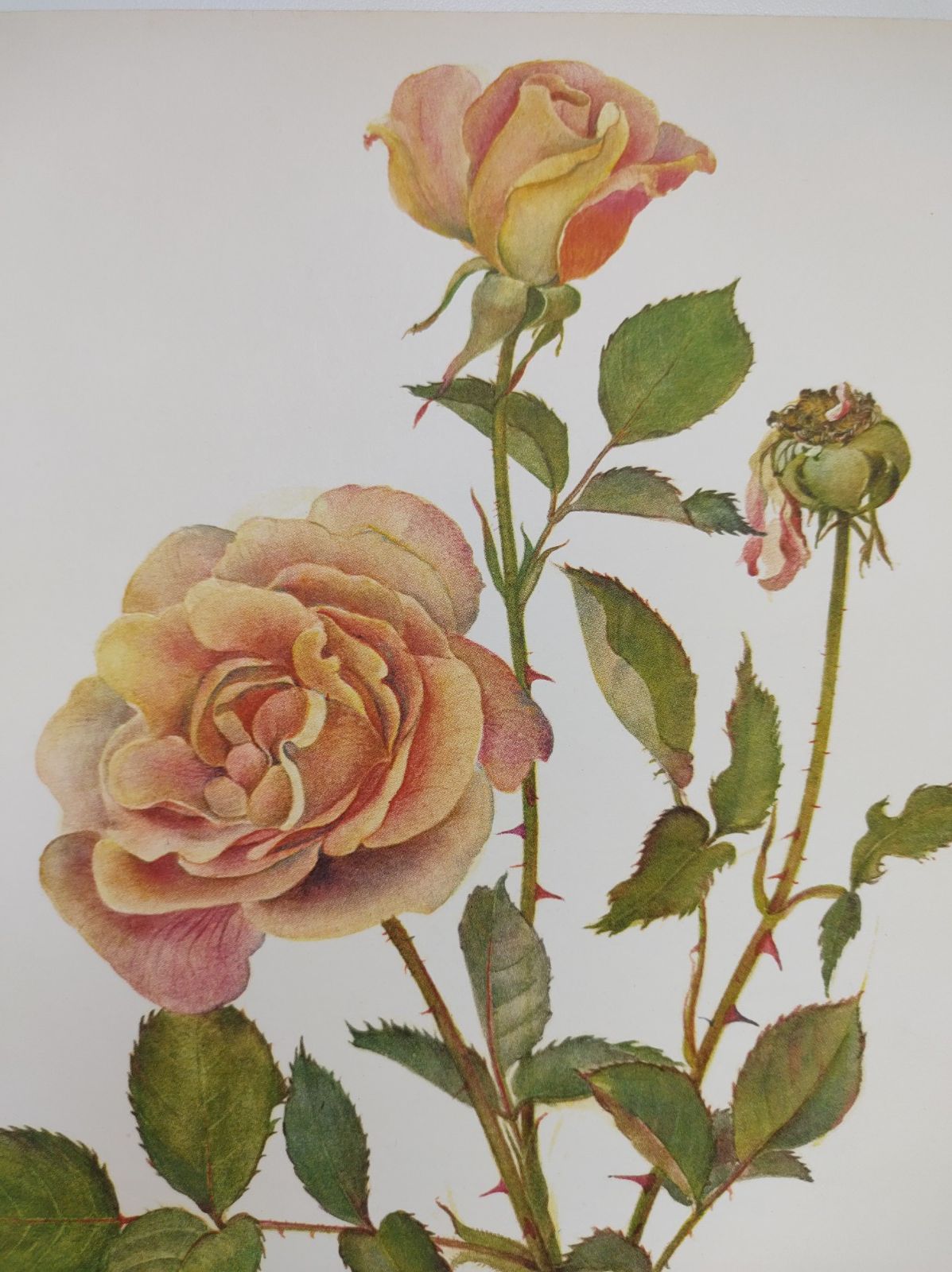Botanical illustration of rose