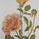 Botanical illustration of rose