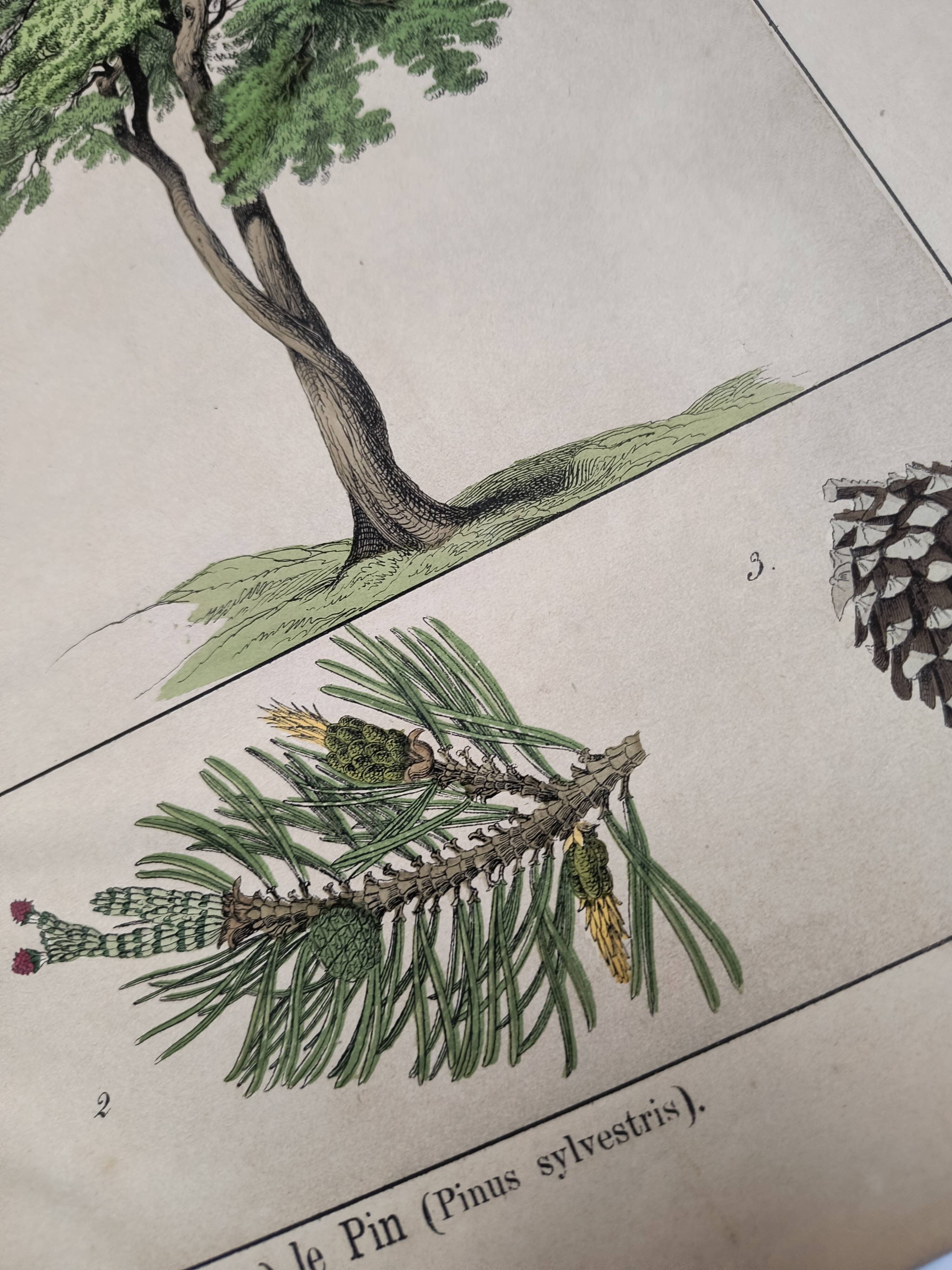 Planche botanique 1870. Arbres : Bouleau et Pin. Gravure ancienne