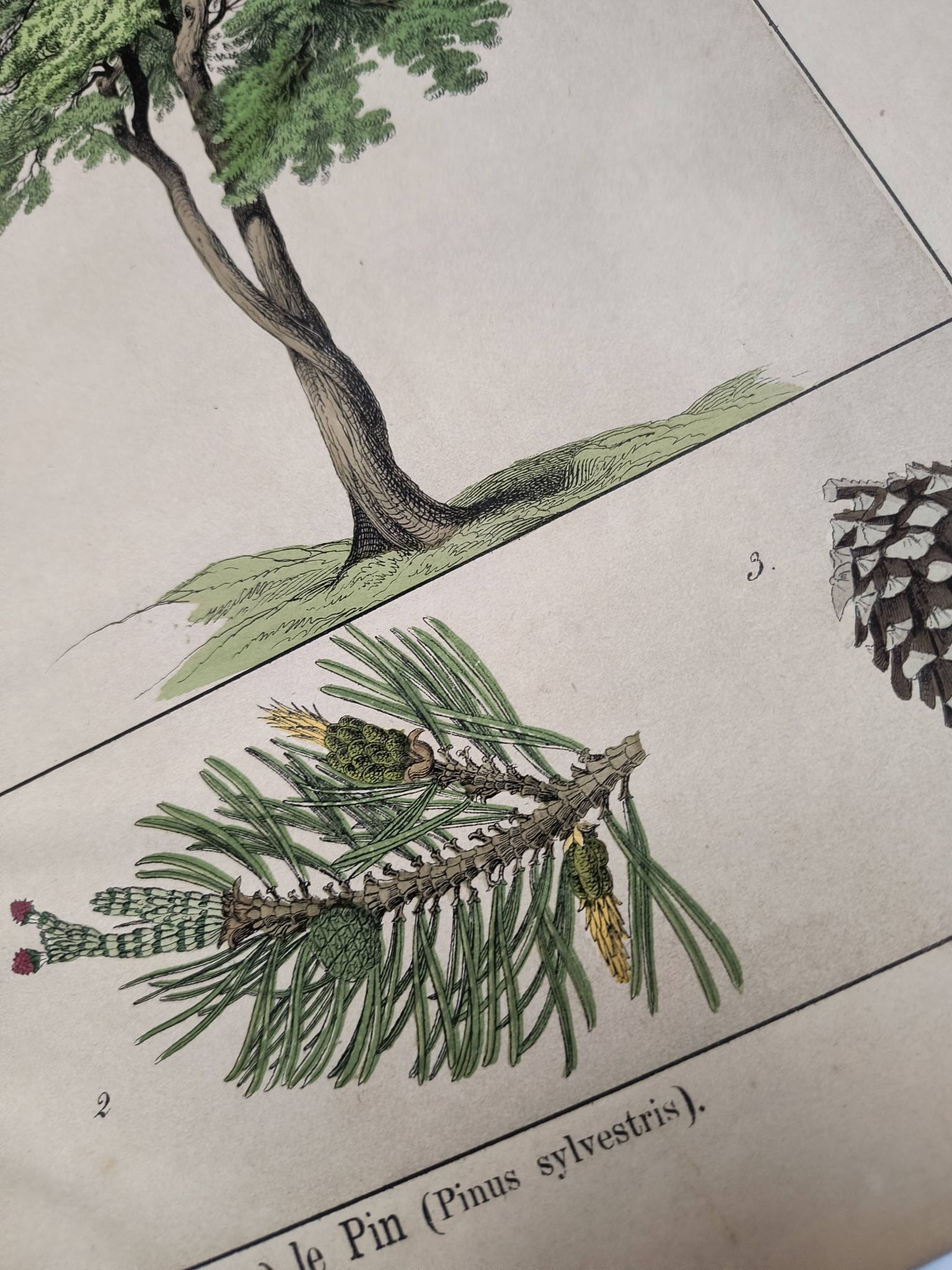 Planche botanique 1870. Arbres : Bouleau et Pin. Gravure ancienne