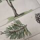 Planche botanique 1870. Arbres : Bouleau et Pin. Gravure ancienne