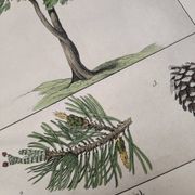 Planche botanique 1870. Arbres : Bouleau et Pin. Gravure ancienne