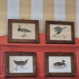Bird frames
