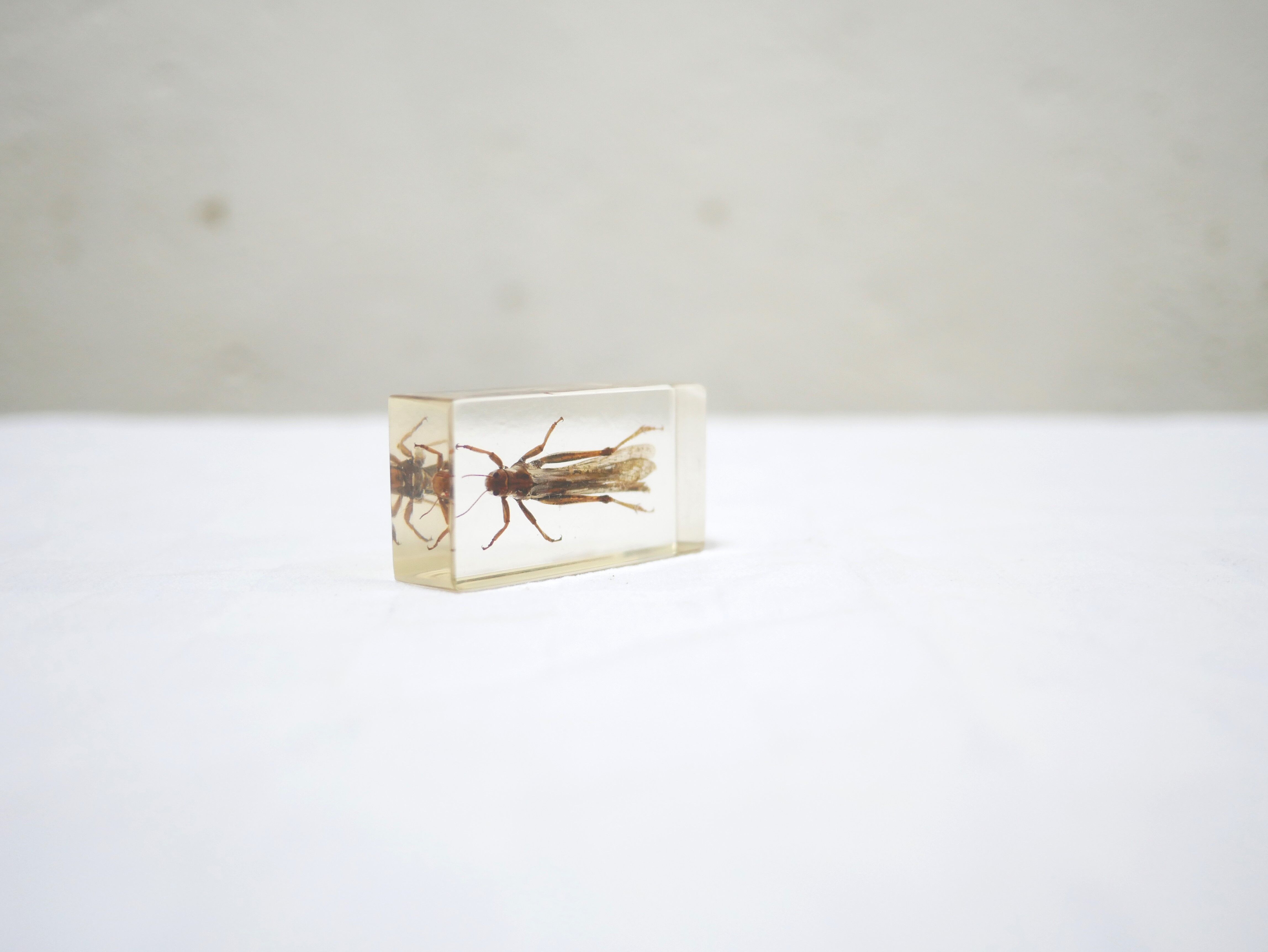 Insecte résine vintage