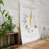 Planche botanique tisane