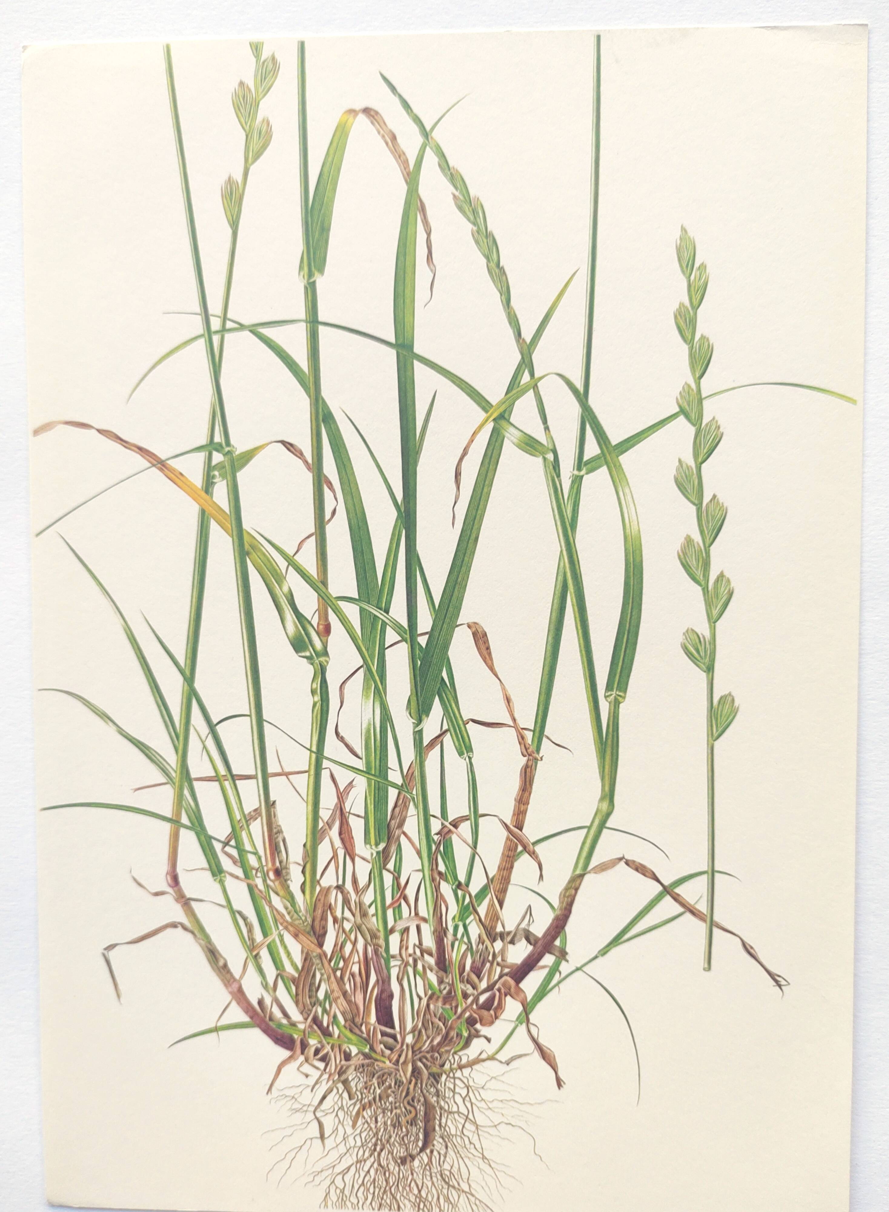 Vintage botanical print from 1978 - Perennial ryegrass - Nature illustration