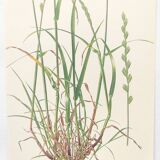 Vintage botanical print from 1978 - Perennial ryegrass - Nature illustration
