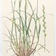 Vintage botanical print from 1978 - Perennial ryegrass - Nature illustration