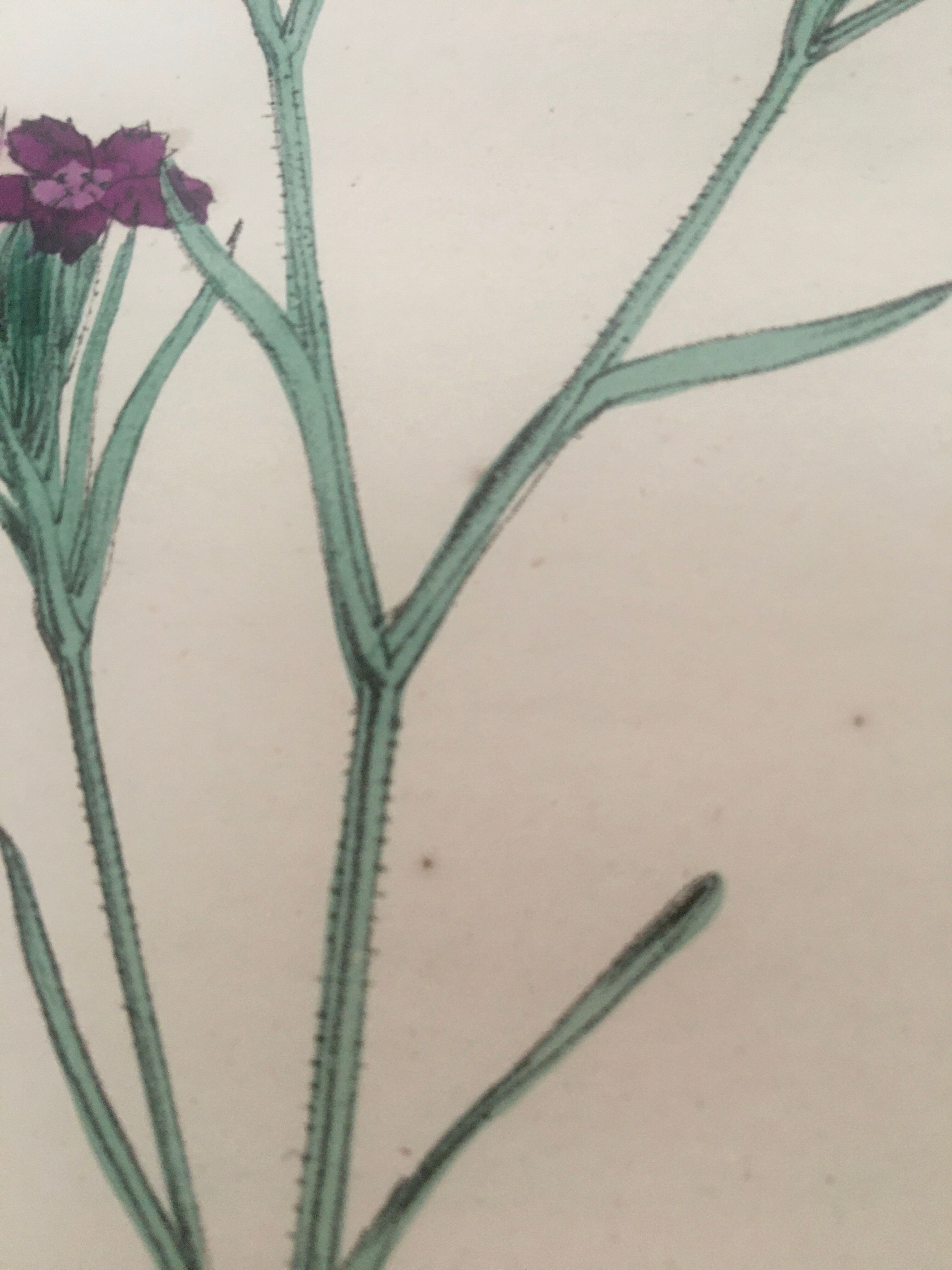 English botanical boards 1878 edition