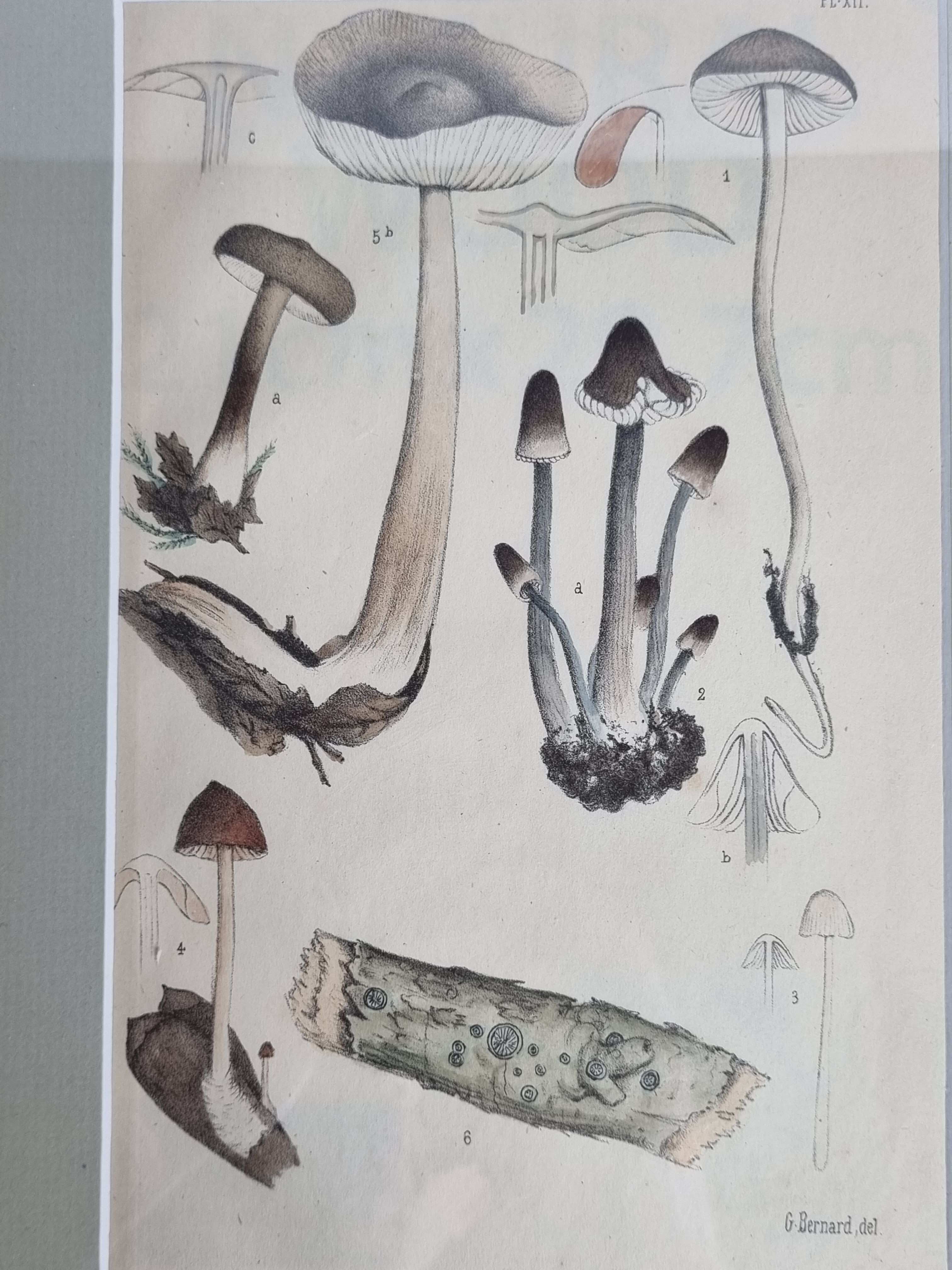 Two old engravings of watercolor mushrooms nineteenth century after G. Bernard